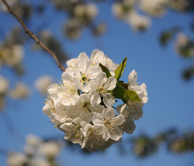 White cherry blossoms on sky background