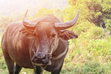 Buffalo on the grass