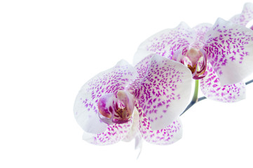 isolierte Orchideen Blüten