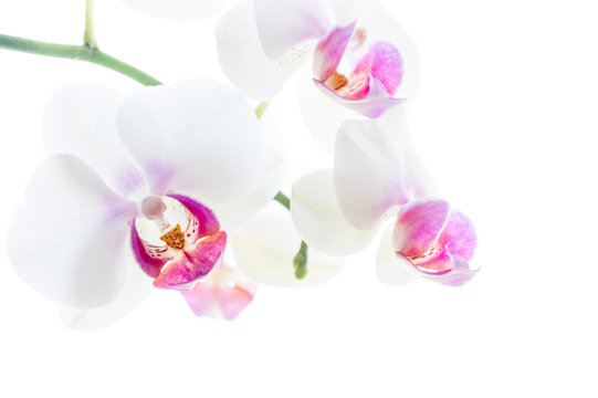 isolierte weiße Orchideenblüten