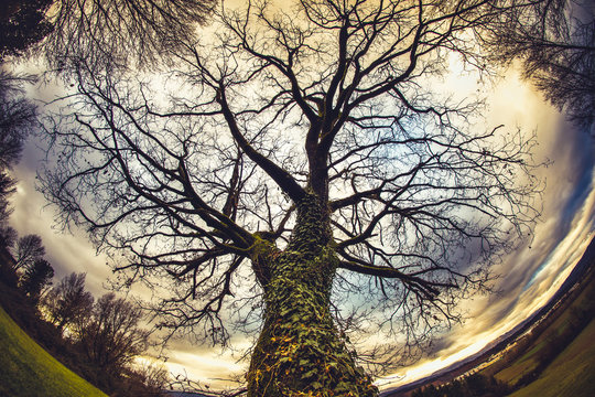 A Winter Tree In The Tuscan Countryside Seen By Fisheye