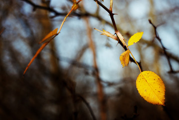 amazing beautiful yellow autumn leaves in the sunshine on the ba