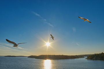Obraz premium Sea Gulls flying over sea and shore
