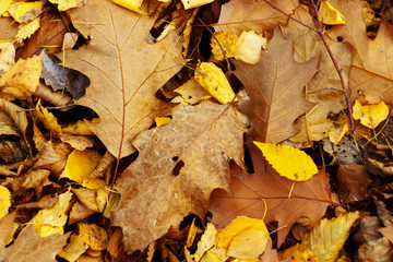 Naklejka na ściany i meble amazing beautiful yellow and brown autumn leaves on the ground,