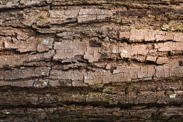 Background of tree bark