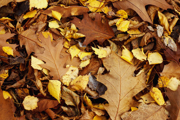 amazing beautiful yellow and brown autumn leaves on the ground,