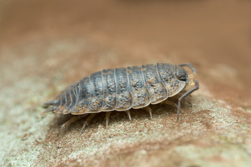 Woodlouse, copyspace in the photo