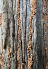Termite nest on bark of tree