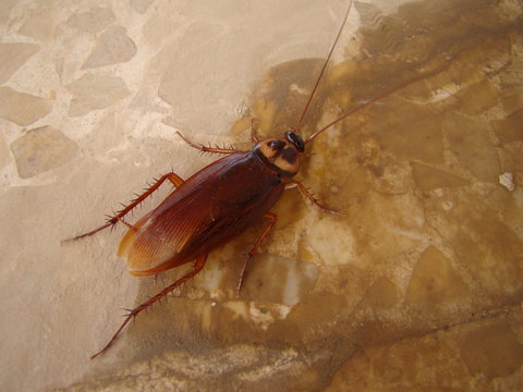  cockroach 
