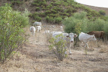Obraz premium Vacas, ganado vacuno