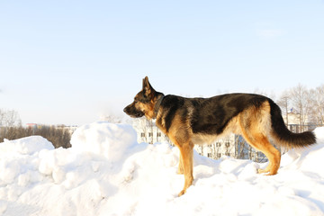 Fototapeta na wymiar Собака немецкая овчарка стоящая на снежной горке на фоне голубого неба зимним днем