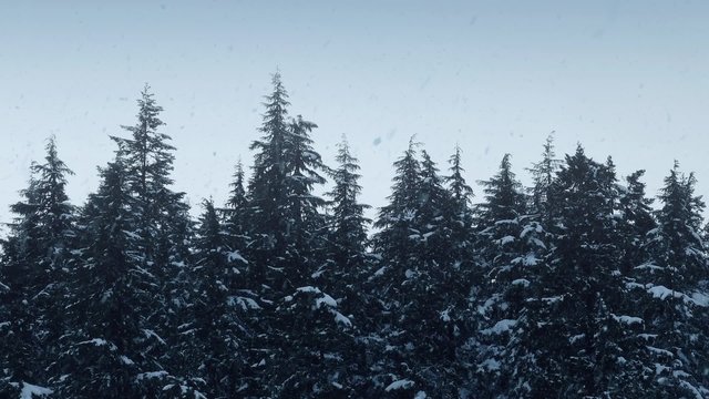 Snowfall On Tree Tops In Wilderness