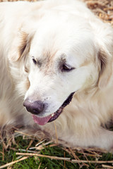 Portrait of golden retriever dog