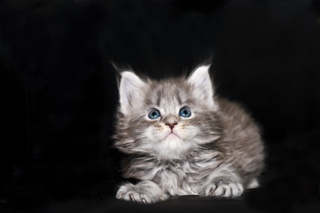 Fototapeta premium Maine coon cat