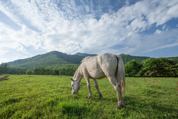 牧場の馬