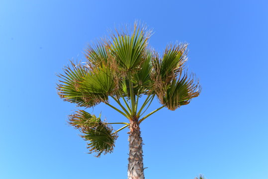 Hanfpalme in Marokko