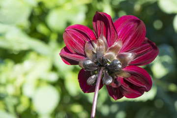 Fototapete bei efototapeten.de bestellen   