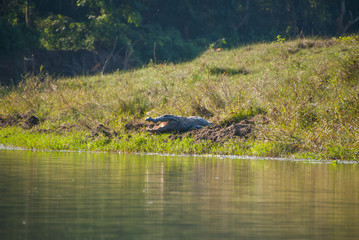 Huge crocodile taking sun in Chitwan National Park, Nepal