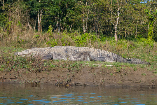 Huge crocodile taking sun in Chitwan National Park, Nepal