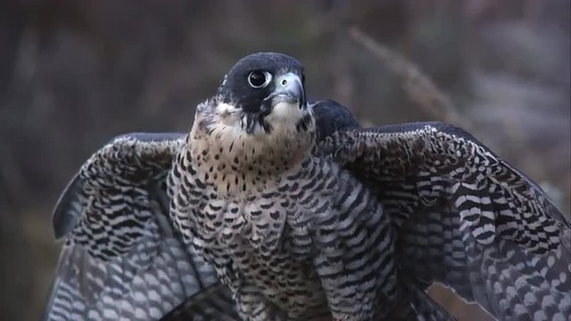 Perched peregrine falcon rustling its feathers.