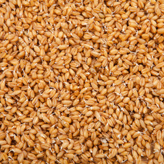 Background from ripe wheat grains