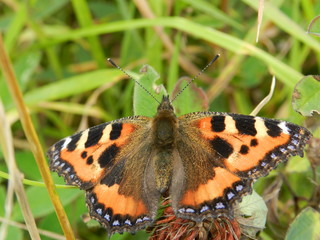 Бабочка на траве летним днем