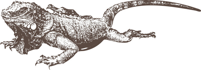 Iguana