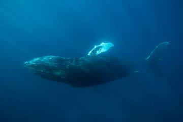 Fototapeta premium Whale and Sunlight