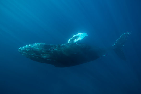 Whale and Sunlight