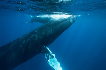 Naklejka premium Humpback Whales at Surface