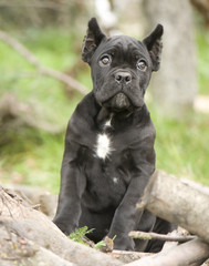 Cane corso puppy