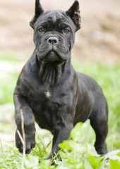 Cane corso puppy