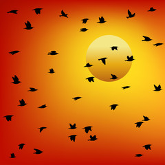 Flock of birds at sunset. Colorful vector.