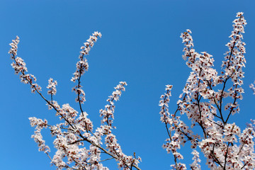 tree blossom flowers