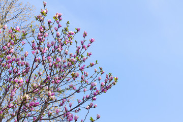 Blooming magnolia tree