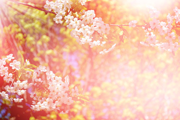 Flowering cherry. Spring flowering garden.