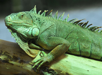 Green Iguana