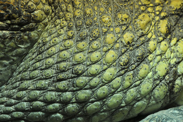 Crocodile skin