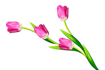 spring flowers tulips isolated on white background.