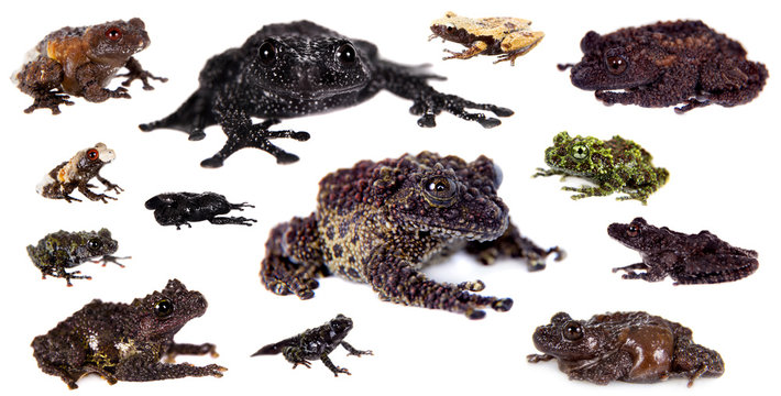 Mossy Frogs set on white