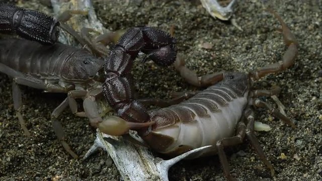 Two Transvaal Fat-tailed Scorpions crawling over a stick.