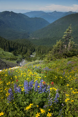 Naklejka premium Wildflowers on Mt. Baker. A colorful carpeting of wildflowers decorates the hillside of Mt. Baker, Washington along the Heliotrope Ridge hiking trail. Lupine, Indian Paintbrush, and Yellow Asters.
