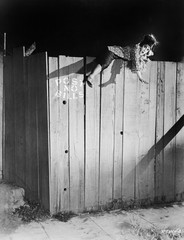 Young woman trying to climb over a wooden fence 