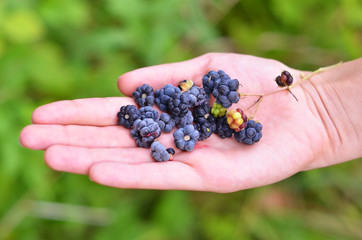 Blackberry (rubus) in hand