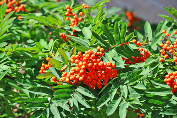 Fototapeta premium Rowan berries, Mountain ash (Sorbus)
