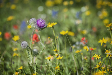 Wildflowers on Mt. Baker. A colorful carpeting of wildflowers decorates the hillside of Mt. Baker, Washington along the Heliotrope Ridge hiking trail. Lupine, Indian Paintbrush, and Yellow Asters.