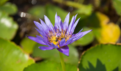 Colorful blooming purple (violet) water lily (lotus) with bee is trying to keep nectar pollen from it. The view captured at a lotus pond in Thailand. Lotus flower in Asia is important culture symbol