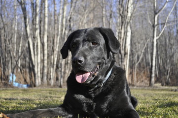 Black Lab