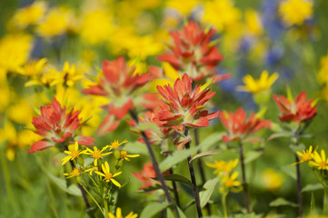 Wildflowers on Mt. Baker. A colorful carpeting of wildflowers decorates the hillside of Mt. Baker, Washington along the Heliotrope Ridge hiking trail. Lupine, Indian Paintbrush, and Yellow Asters.