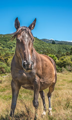 Horse portrait in pasture